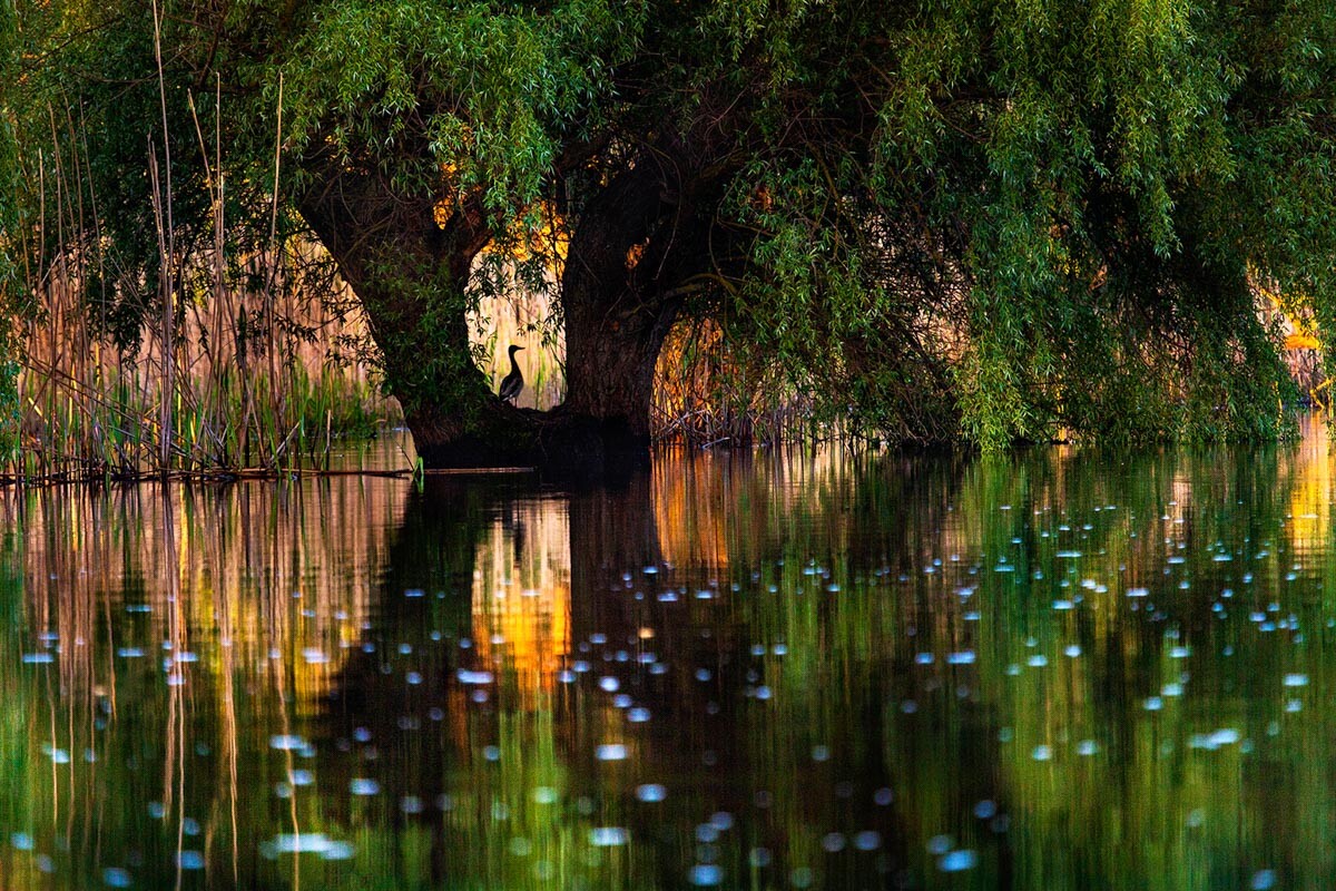 Fairy tale scene in Danube Delta