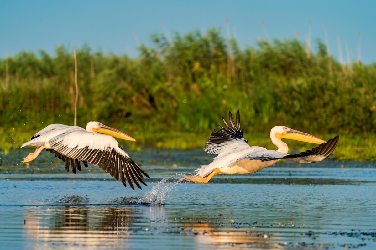 Danube Delta pelicans