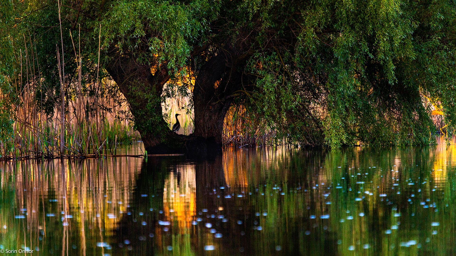 Magic Danube Delta