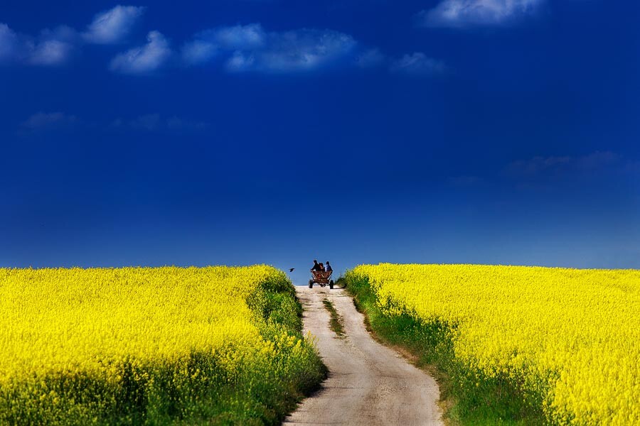 Rapeseed field